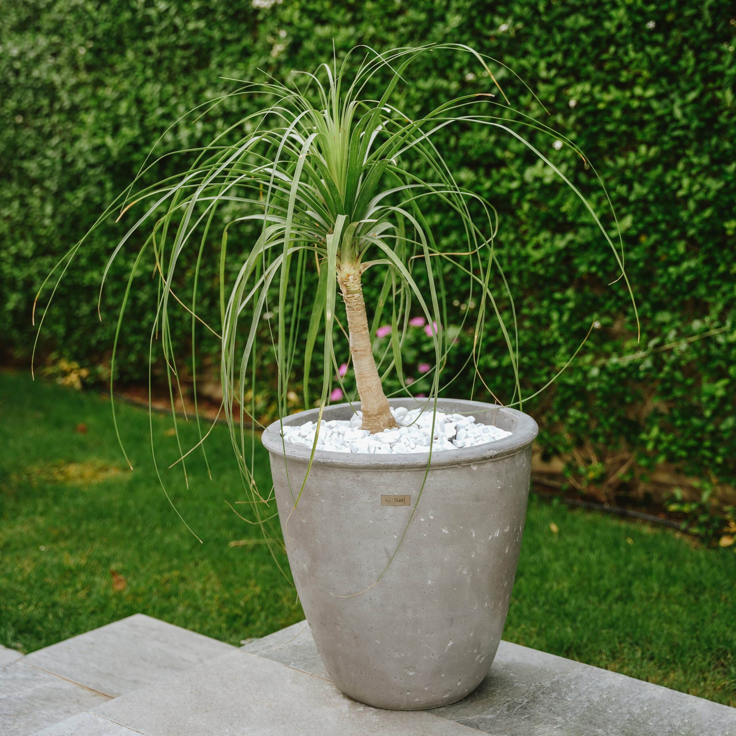 Pot Jade XXL