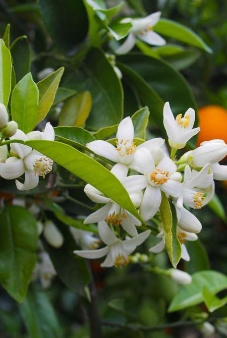 eau de fleur d'oranger