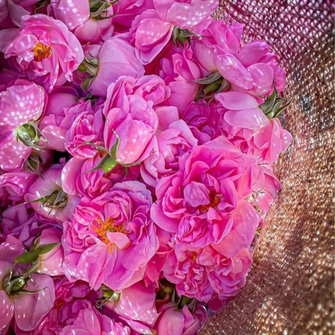 Eau de rose distillation traditionnelle – ماء الورد