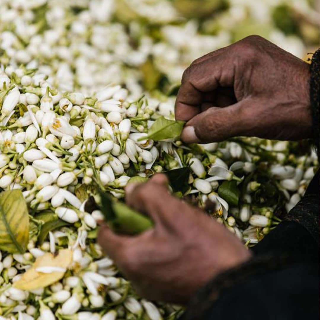 Eau de fleur d’oranger distillation traditionnelle – ماء الزهر