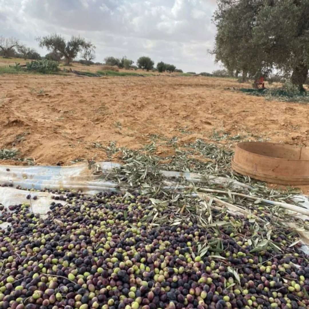Huile d'olive extra vierge " Chemlali" - artisanat Tunisien fait main | ILEYCOM