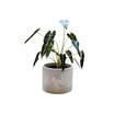 Round handmade concrete pot