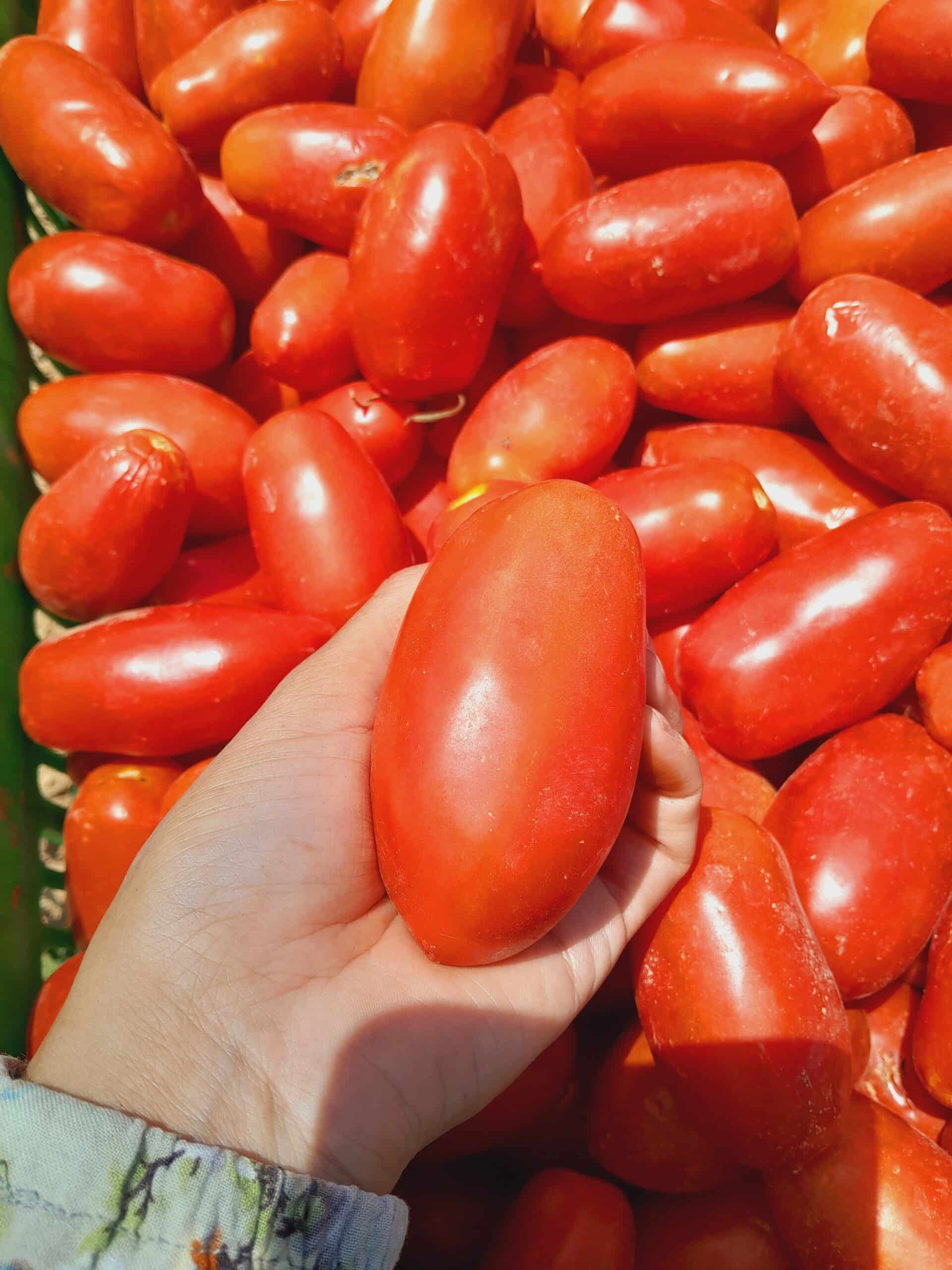 Tomate en Poudre 100 % Naturelle - Saveur Intense et Pratique