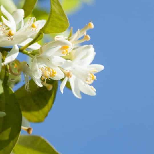 Eau de fleurs d'orangers