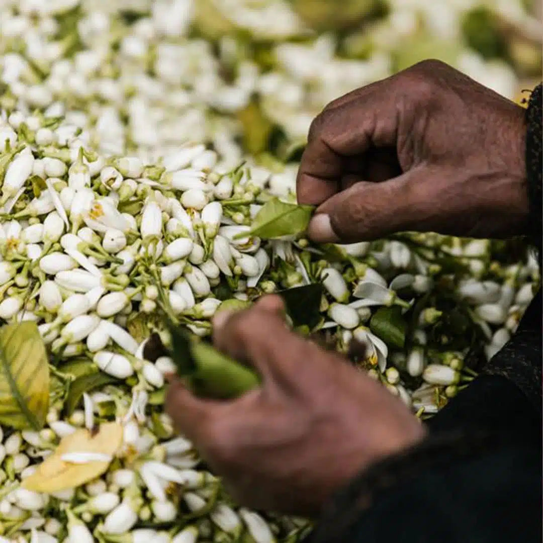 Eau de fleur d’oranger distillation traditionnelle – ماء الزهر