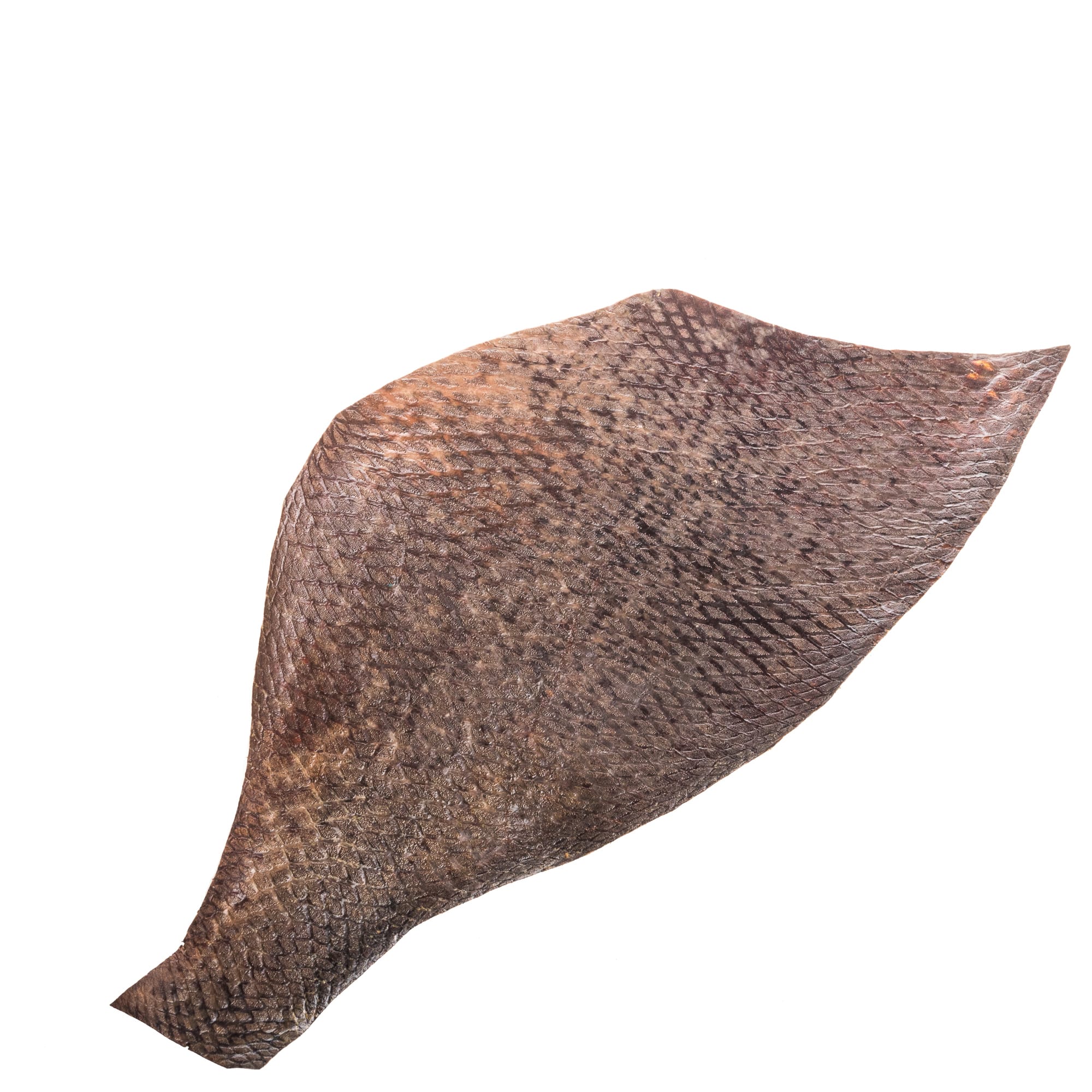 Random Brown Triggerfish Leather