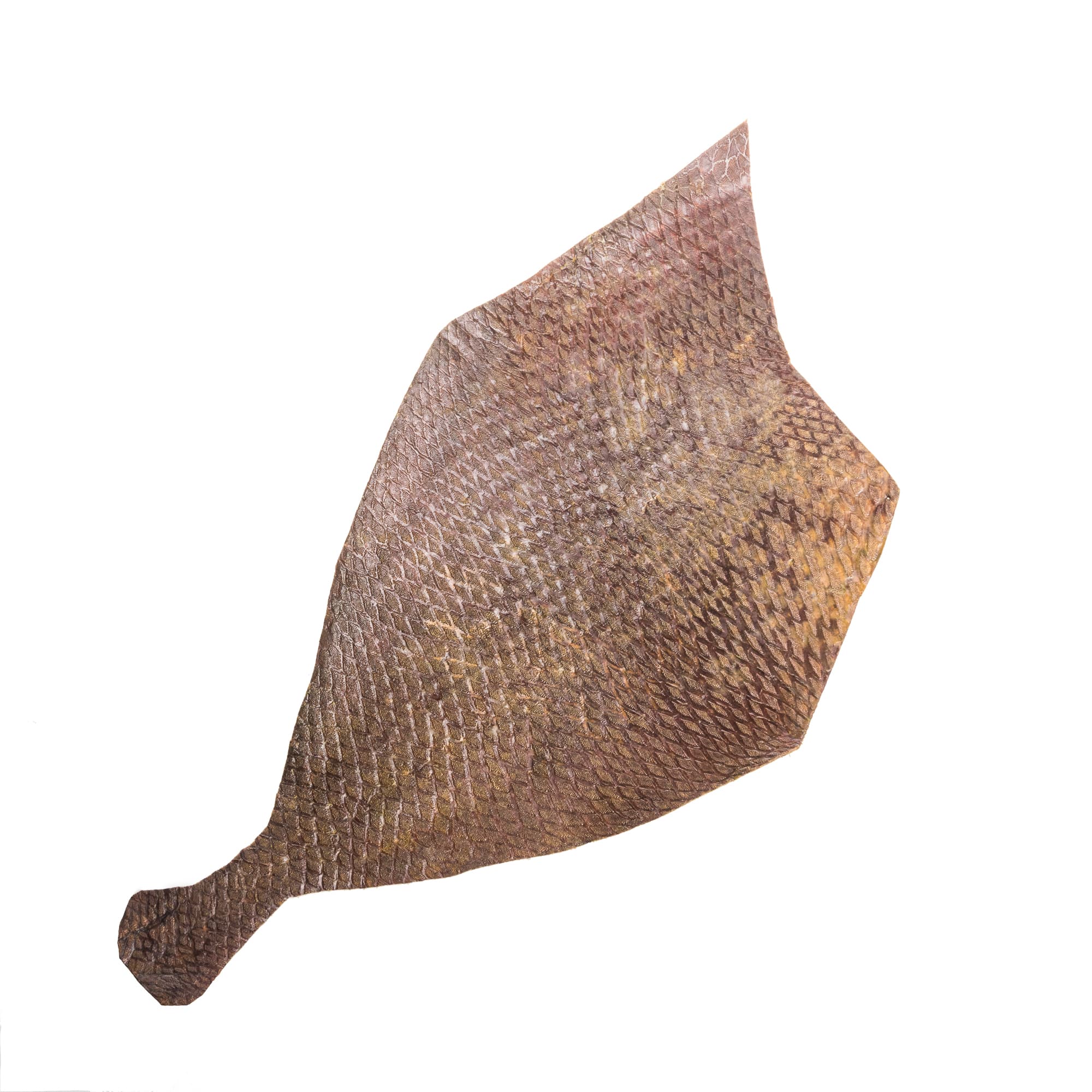 Cuir de poisson-perroquet marron