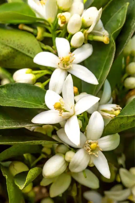 Eau de fleur d’oranger distillation traditionnelle – ماء الزهر