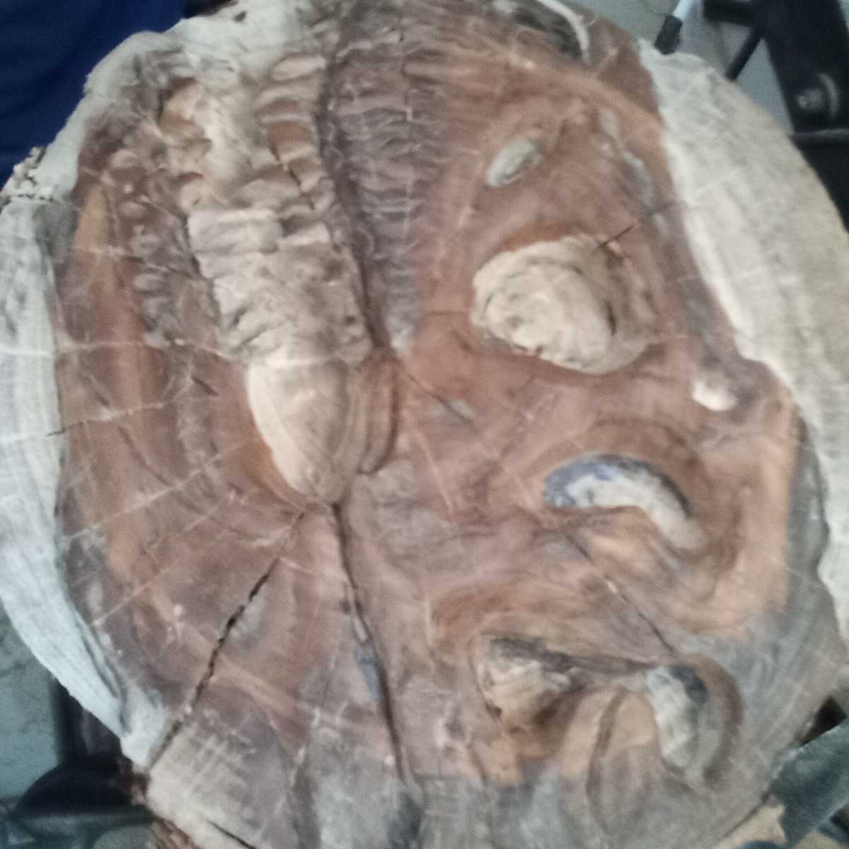 Trex sculpture exclusive