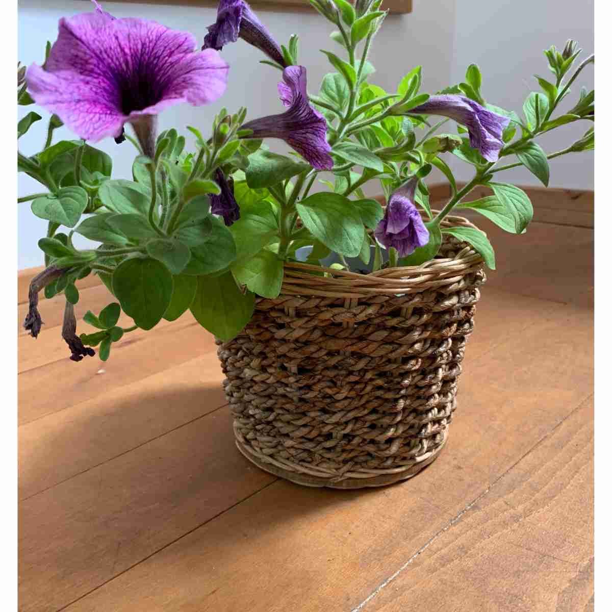 Cache pot naturel petit modèle élégant pour un intérieur stylé