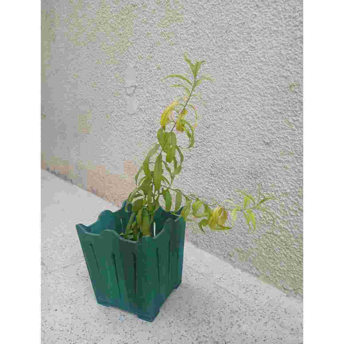 Panier en bois frenn