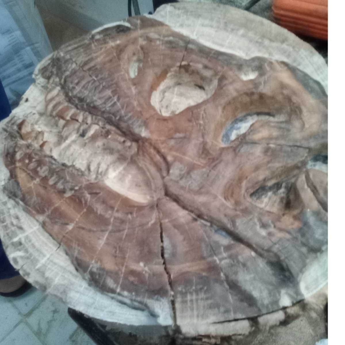 Trex sculpture exclusive