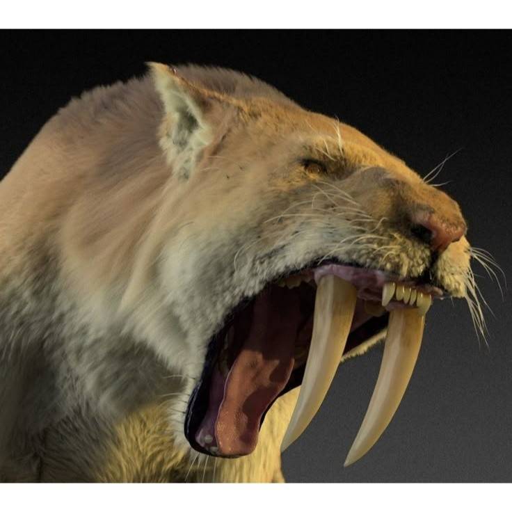 sculpture bois Crâne de Smilodon en bois noble unique premium