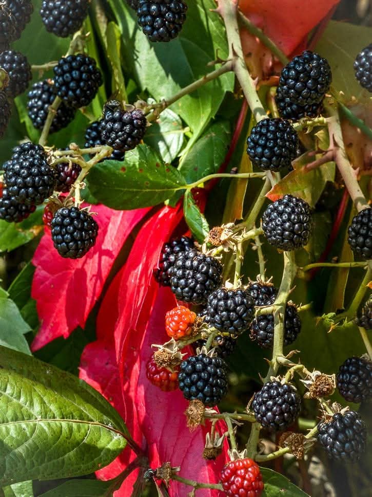 Confiture mûres artisanale un délice naturel irrésistible